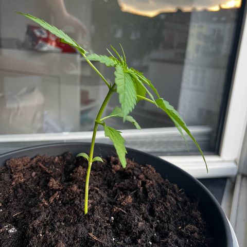 Do-si-dos Grow 1 growlog timeline photo