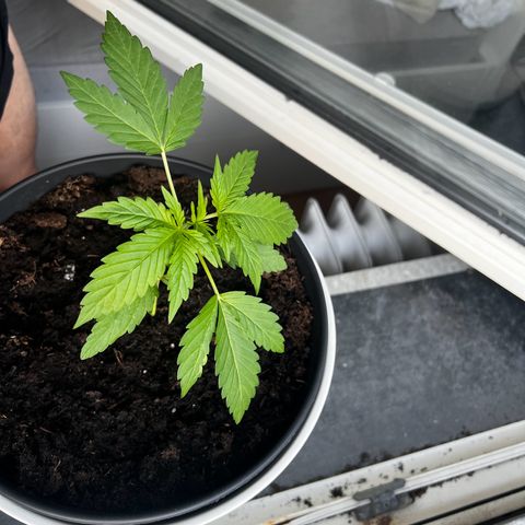 Do-si-dos Grow 1 growlog timeline photo