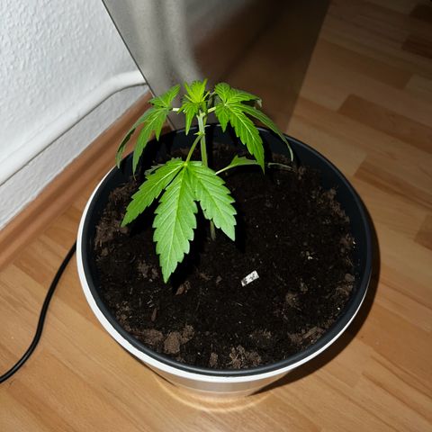 Do-si-dos Grow 1 growlog timeline photo