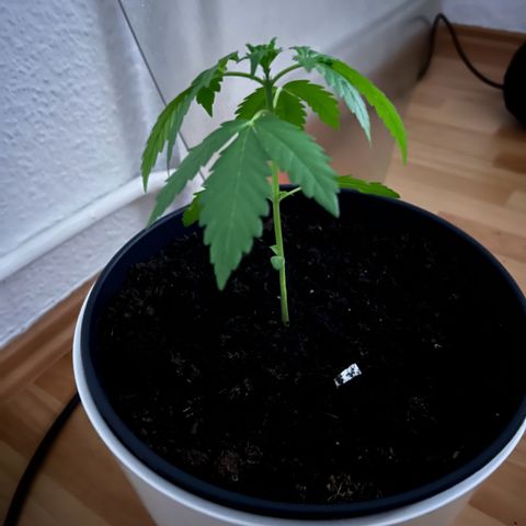 Do-si-dos Grow 1 growlog timeline photo