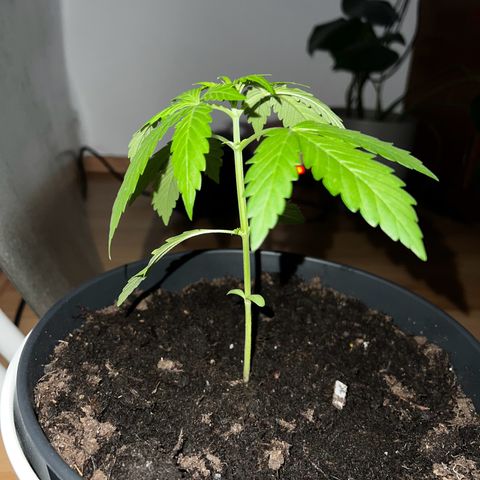 Do-si-dos Grow 1 growlog timeline photo