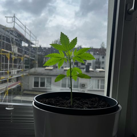 Do-si-dos Grow 1 growlog timeline photo