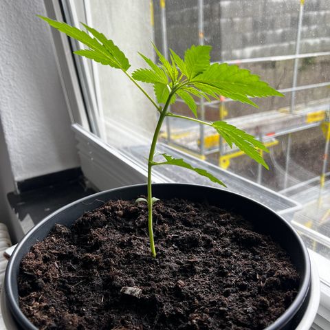 Do-si-dos Grow 1 growlog timeline photo