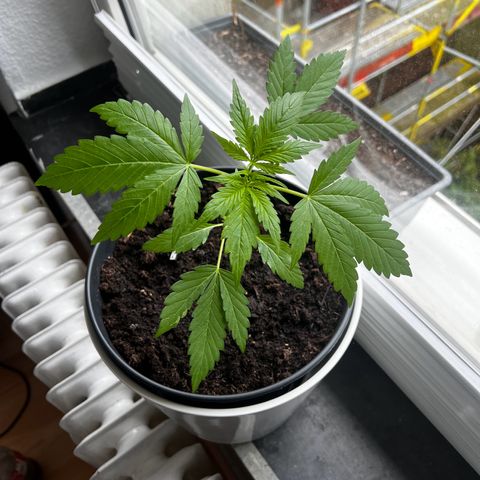 Do-si-dos Grow 1 growlog timeline photo