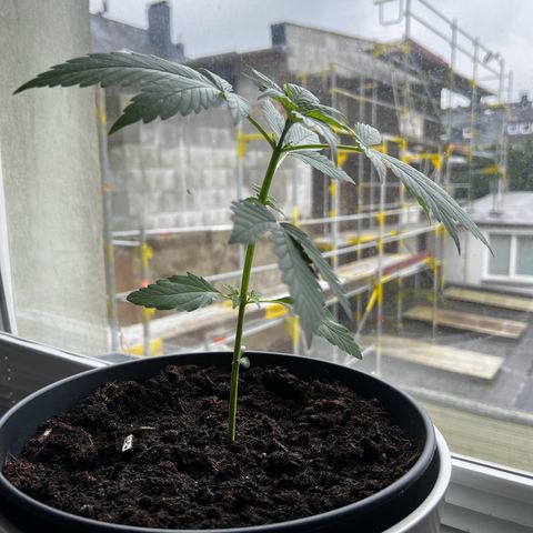 Do-si-dos Grow 1 growlog timeline photo