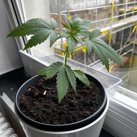 Do-si-dos Grow 1 growlog timeline photo