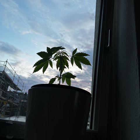 Do-si-dos Grow 1 growlog timeline photo