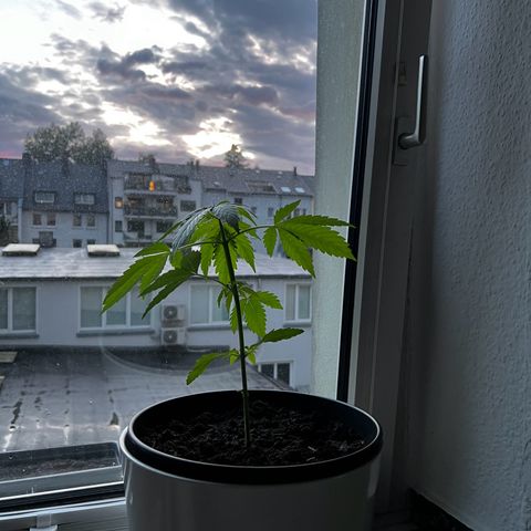 Do-si-dos Grow 1 growlog timeline photo