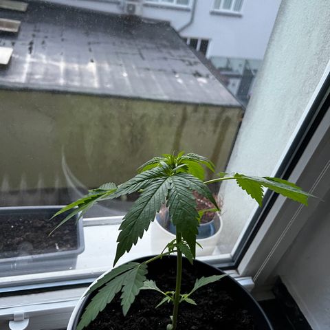 Do-si-dos Grow 1 growlog timeline photo