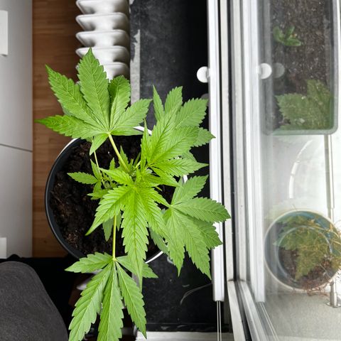 Do-si-dos Grow 1 growlog timeline photo