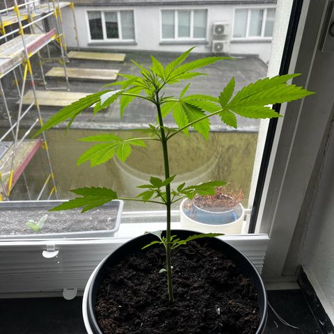 Do-si-dos Grow 1 growlog timeline photo
