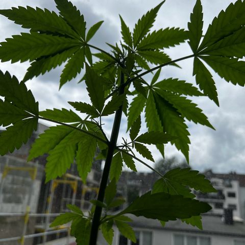 Do-si-dos Grow 1 growlog timeline photo