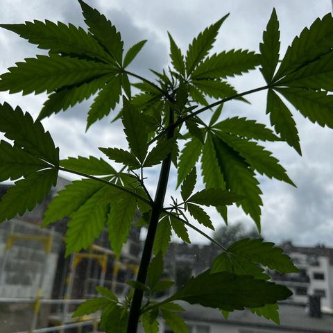 Do-si-dos Grow 1 growlog timeline photo