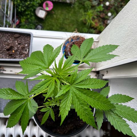 Do-si-dos Grow 1 growlog timeline photo