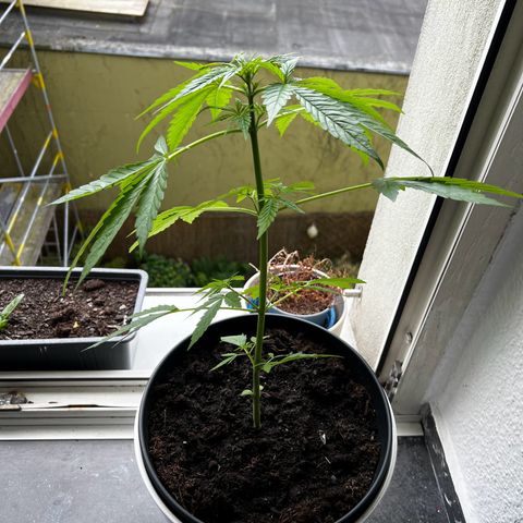 Do-si-dos Grow 1 growlog timeline photo