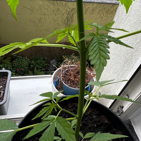 Do-si-dos Grow 1 growlog timeline photo