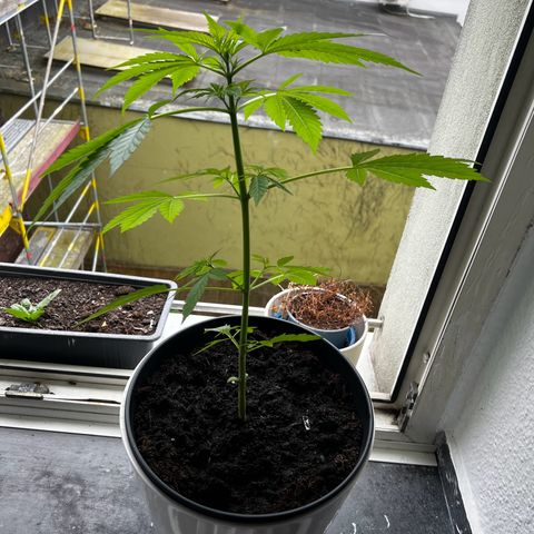 Do-si-dos Grow 1 growlog timeline photo
