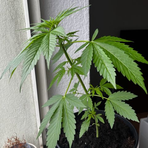 Do-si-dos Grow 1 growlog timeline photo