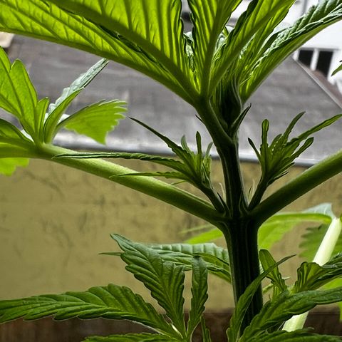 Do-si-dos Grow 1 growlog timeline photo