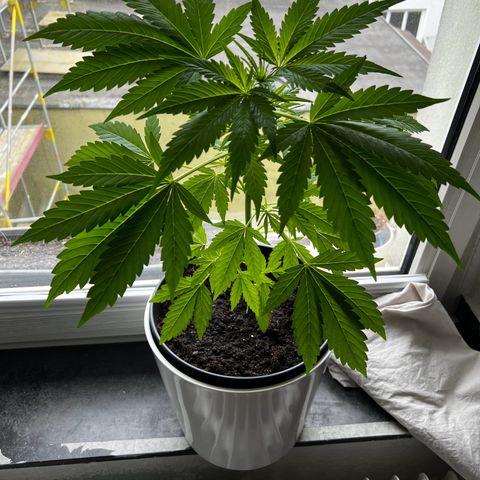 Do-si-dos Grow 1 growlog timeline photo