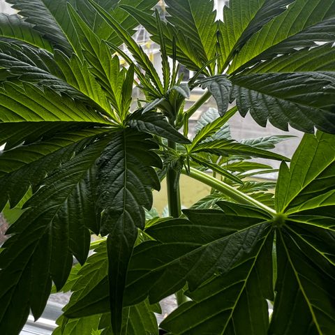 Do-si-dos Grow 1 growlog timeline photo