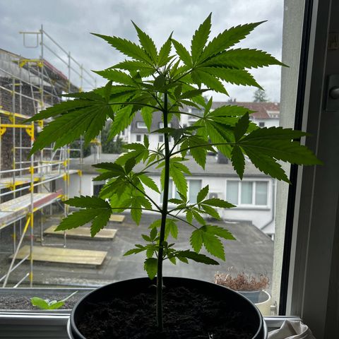 Do-si-dos Grow 1 growlog timeline photo