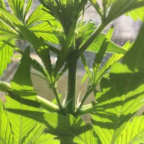 Do-si-dos Grow 1 growlog timeline photo