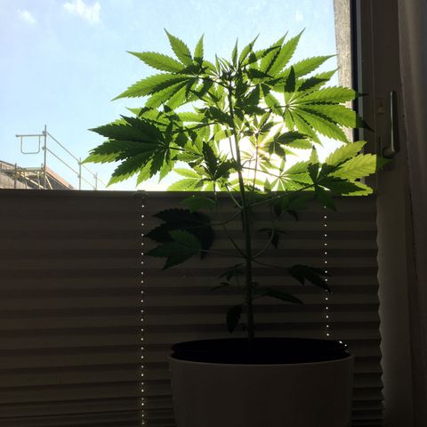 Do-si-dos Grow 1 growlog timeline photo