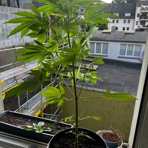 Do-si-dos Grow 1 growlog photo: Aktuelle Höhe der Pflanze: 72cm