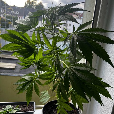 Do-si-dos Grow 1 growlog photo: Aktuelle Höhe der Pflanze: 72cm