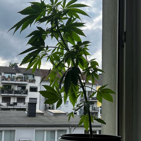 Do-si-dos Grow 1 growlog timeline photo