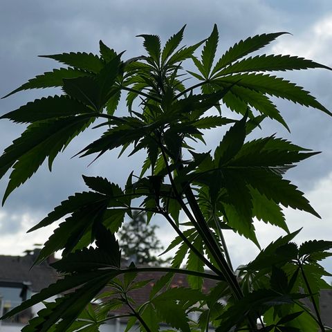 Do-si-dos Grow 1 growlog timeline photo