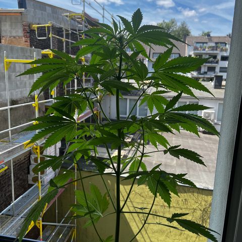 Do-si-dos Grow 1 growlog timeline photo