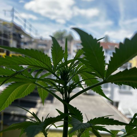 Do-si-dos Grow 1 growlog timeline photo