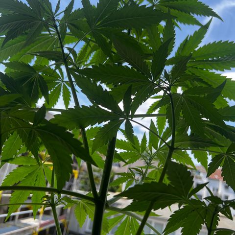 Do-si-dos Grow 1 growlog timeline photo