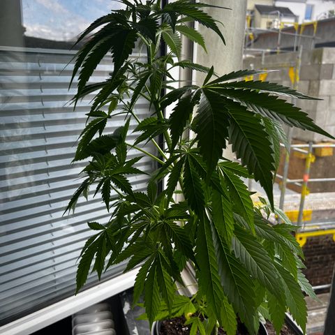 Do-si-dos Grow 1 growlog timeline photo