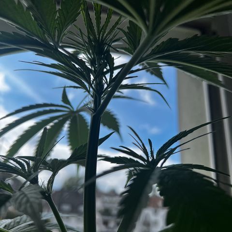 Do-si-dos Grow 1 growlog timeline photo