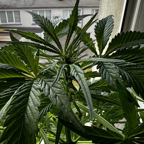 Do-si-dos Grow 1 growlog timeline photo