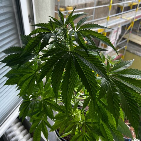 Do-si-dos Grow 1 growlog timeline photo