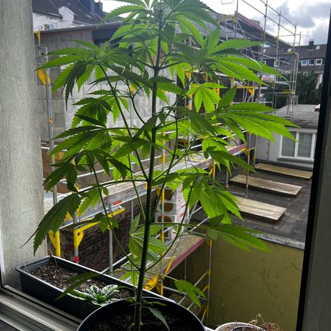 Do-si-dos Grow 1 growlog timeline photo