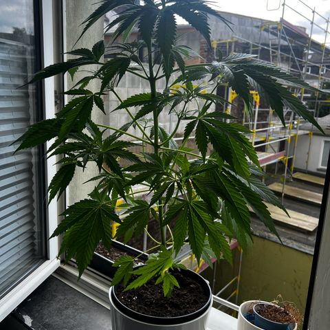 Do-si-dos Grow 1 growlog timeline photo