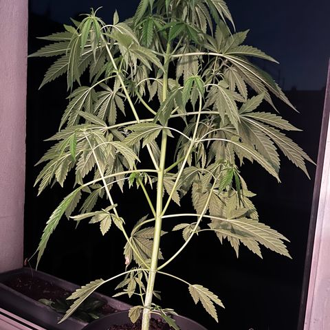 Do-si-dos Grow 1 growlog timeline photo