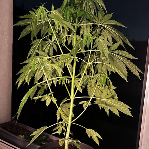 Do-si-dos Grow 1 growlog timeline photo