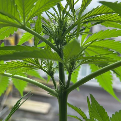 Do-si-dos Grow 1 growlog timeline photo