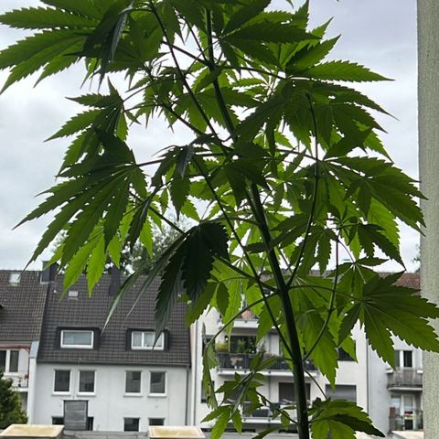 Do-si-dos Grow 1 growlog timeline photo