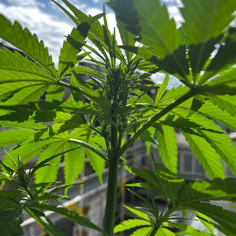 Do-si-dos Grow 1 growlog timeline photo