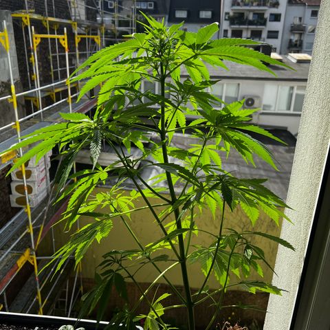 Do-si-dos Grow 1 growlog timeline photo