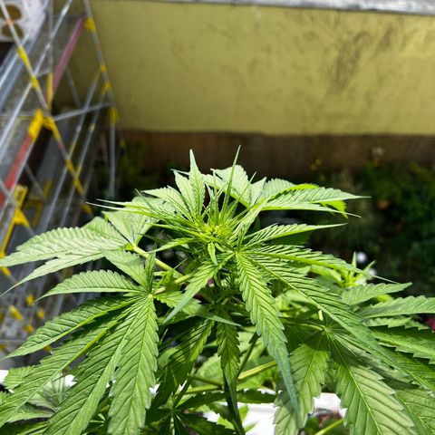 Do-si-dos Grow 1 growlog timeline photo