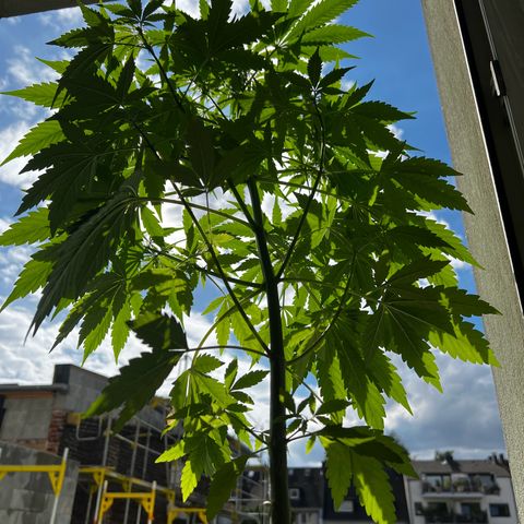 Do-si-dos Grow 1 growlog timeline photo