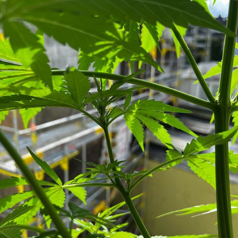 Do-si-dos Grow 1 growlog timeline photo